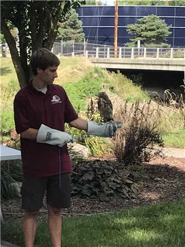 "Hawkeye" Broad wing hawk